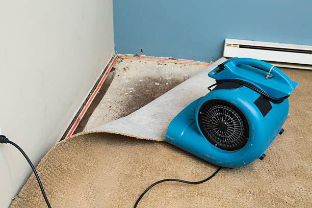 Best Mold removal after water damage  in Crosby, ND